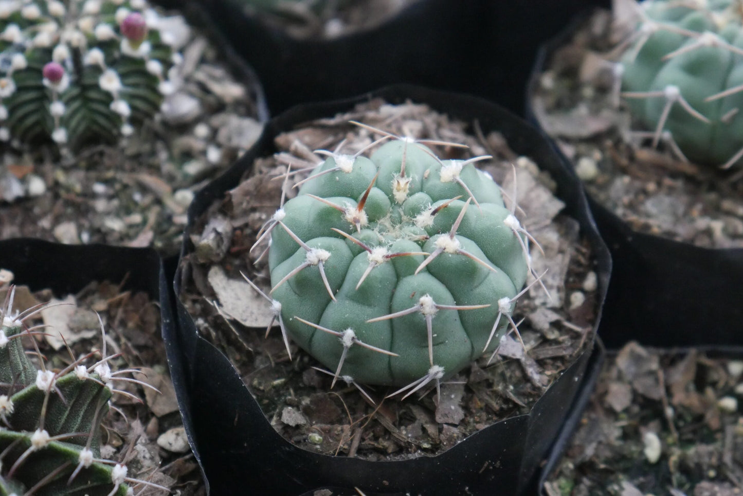 Gymnocalycium Quehlianum Hybrid Cactus - Awaits You at Frek