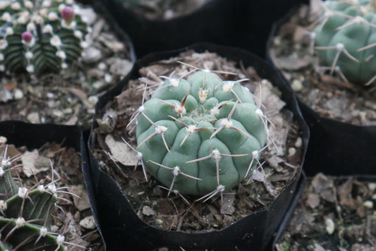 Gymnocalycium Quehlianum Hybrid Cactus - Awaits You at Frek