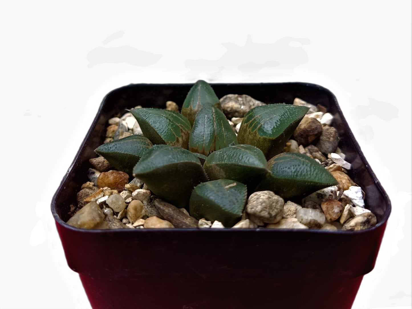 Haworthia Bayeri Hybrid: A Charming Blend of Finesse and Resilience- Available at Frek