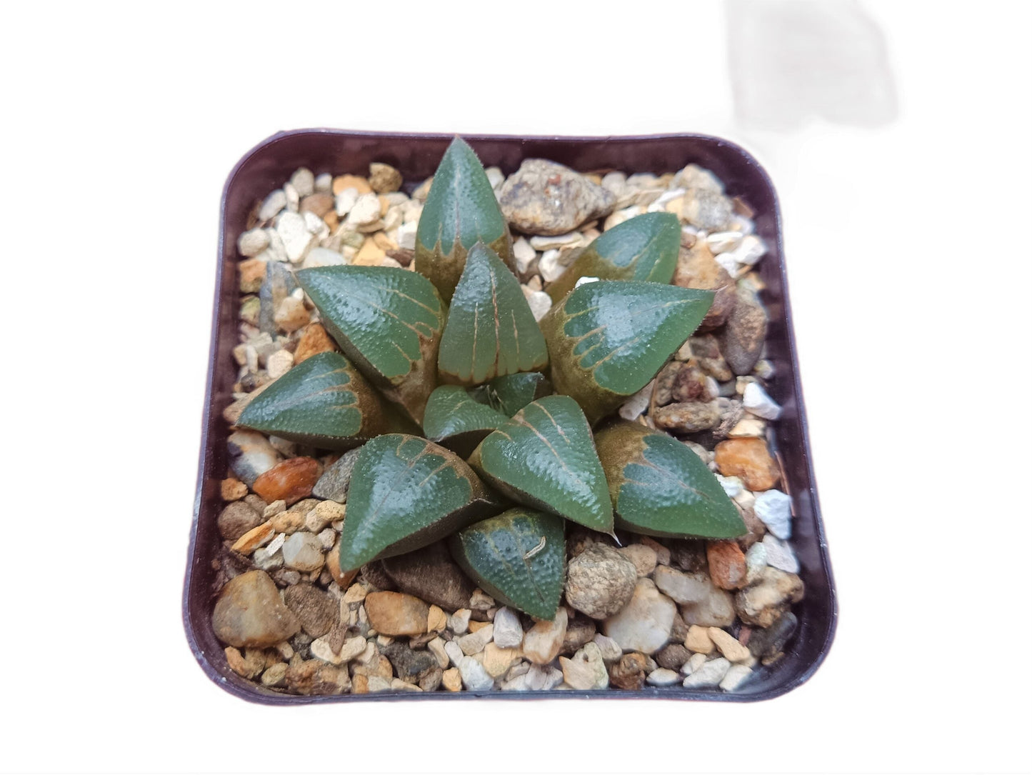 Haworthia Bayeri Hybrid: A Charming Blend of Finesse and Resilience- Available at Frek