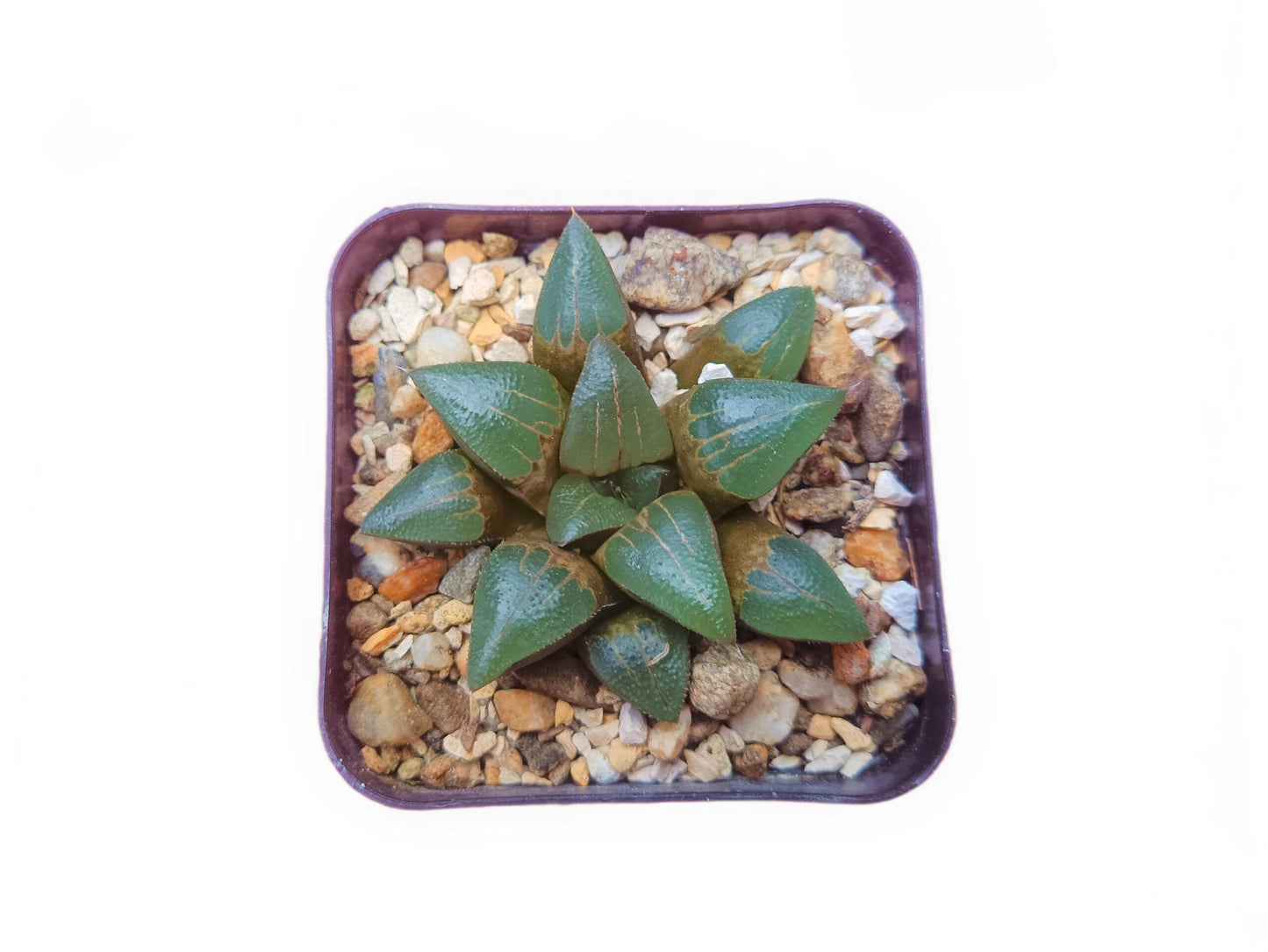 Haworthia Bayeri Hybrid: A Charming Blend of Finesse and Resilience- Available at Frek