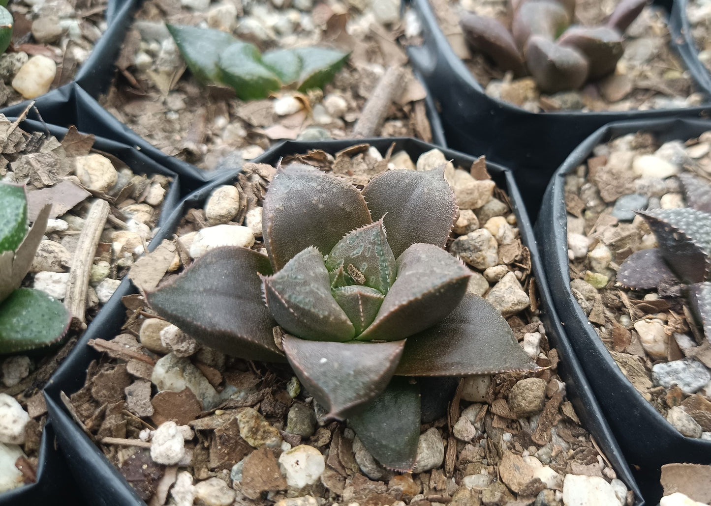 Haworthia Chocolate x Atrofusca Succulent - Captivating Contrast for Any Space