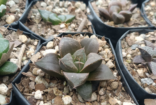 Haworthia Chocolate x Atrofusca Succulent - Captivating Contrast for Any Space