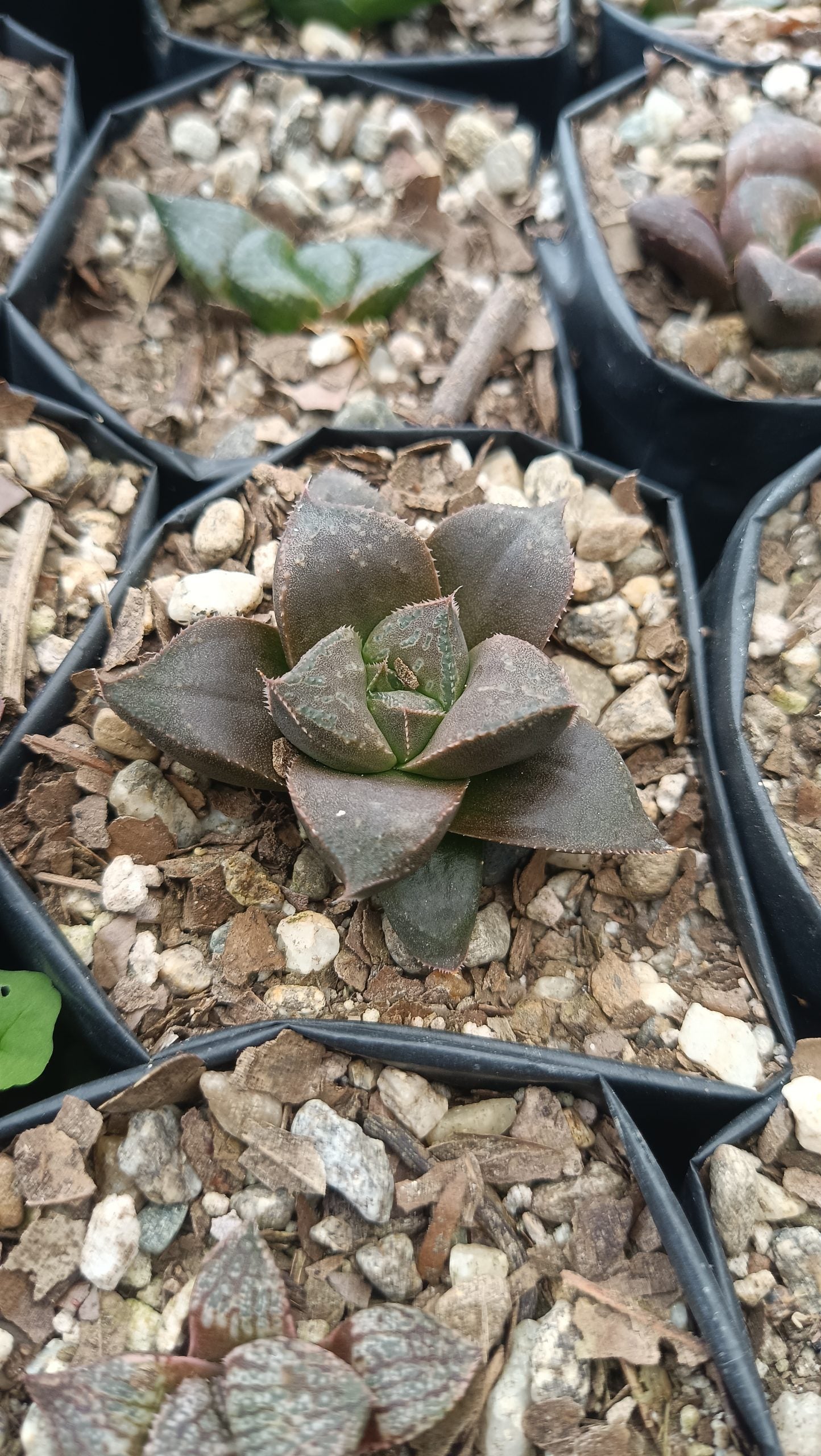 Haworthia Chocolate x Atrofusca Succulent - Captivating Contrast for Any Space