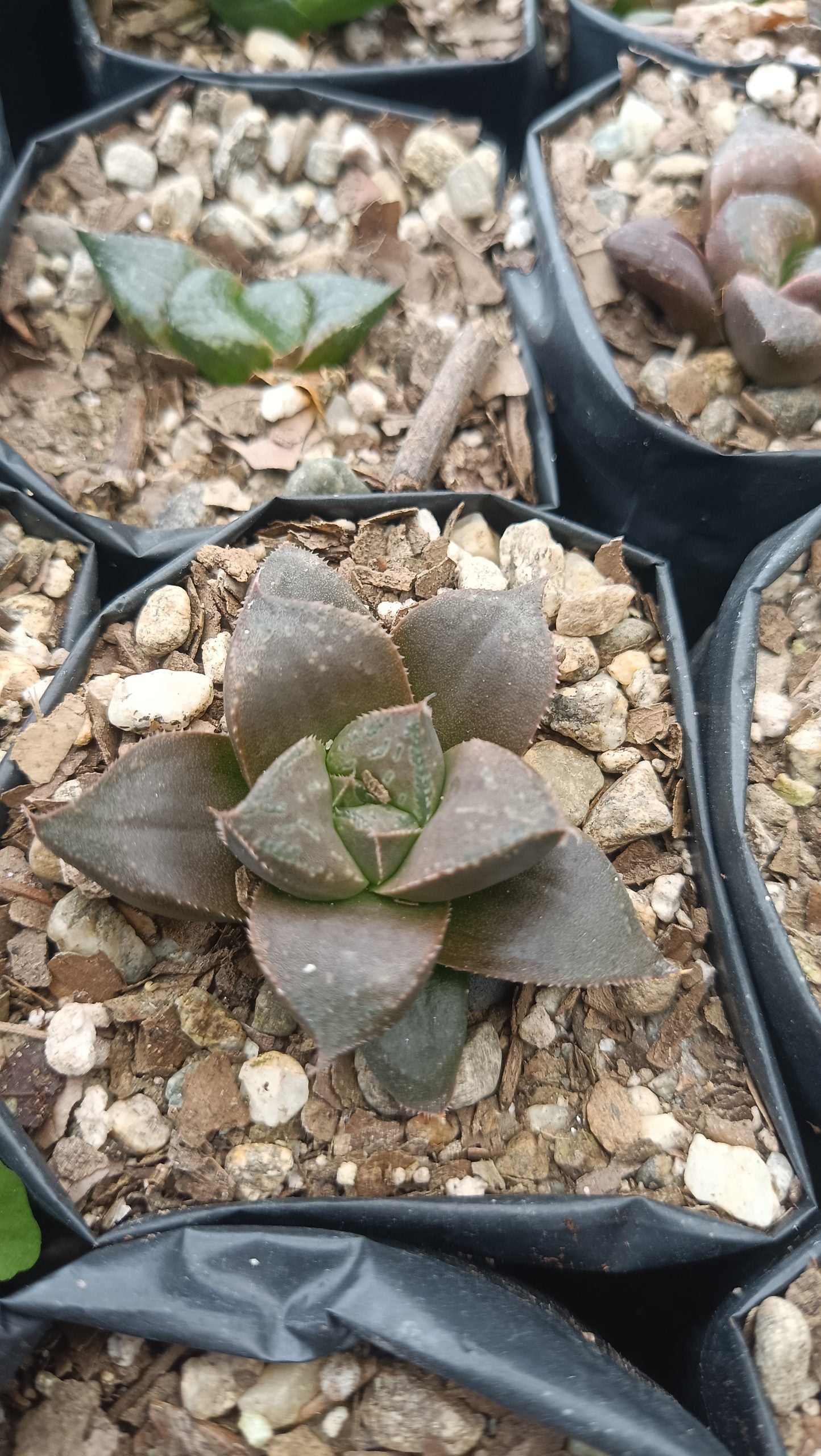 Haworthia Chocolate x Atrofusca Succulent - Captivating Contrast for Any Space