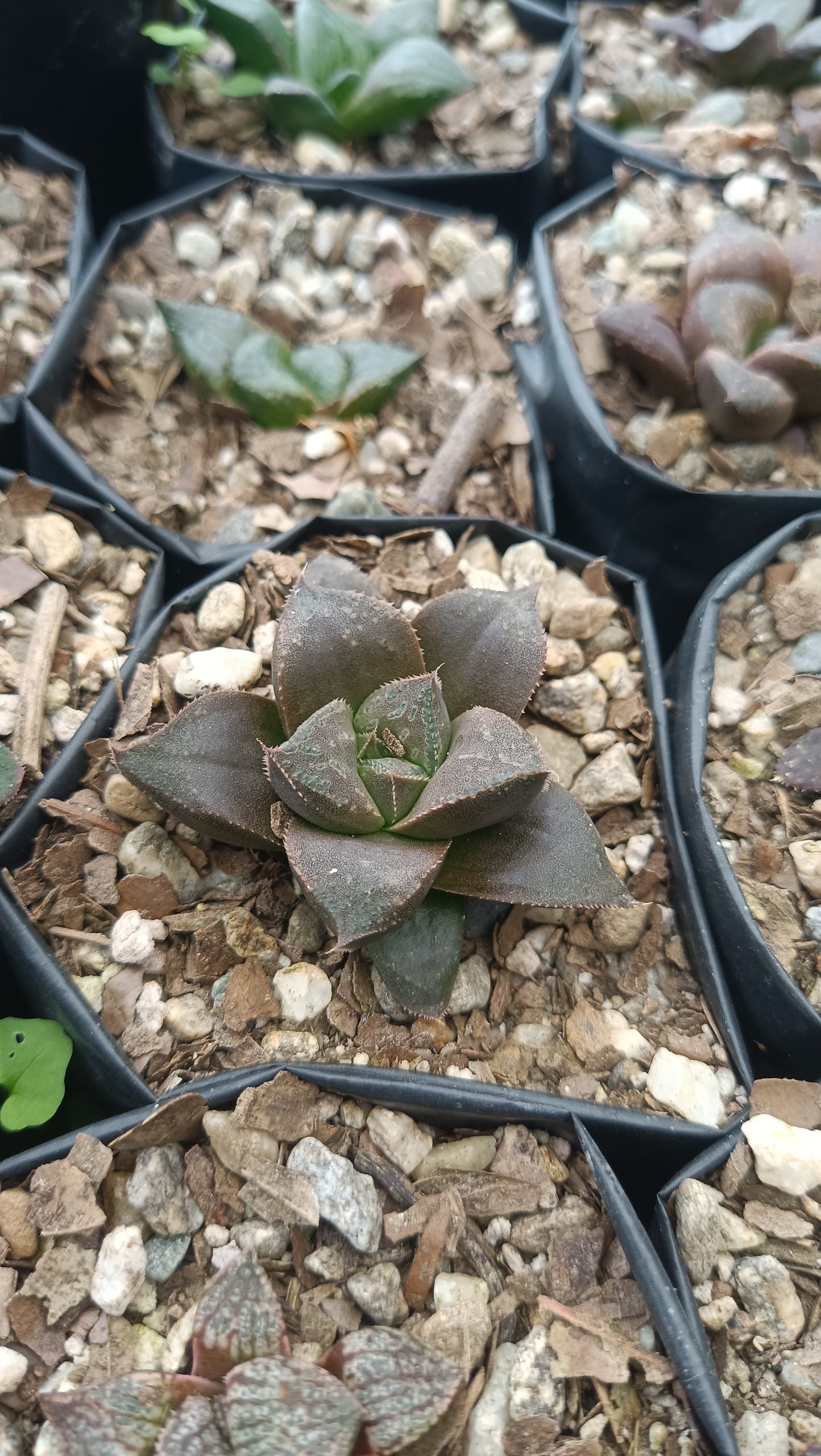 Haworthia Chocolate x Atrofusca Succulent - Captivating Contrast for Any Space