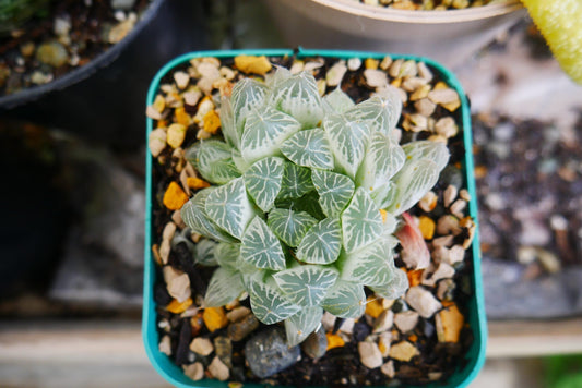 "Haworthia Cooperi Variegated Pilifera: Stunning Succulent for Home and Garden"