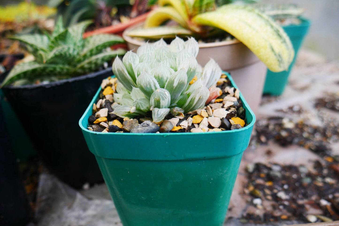 "Haworthia Cooperi Variegated Pilifera: Stunning Succulent for Home and Garden"