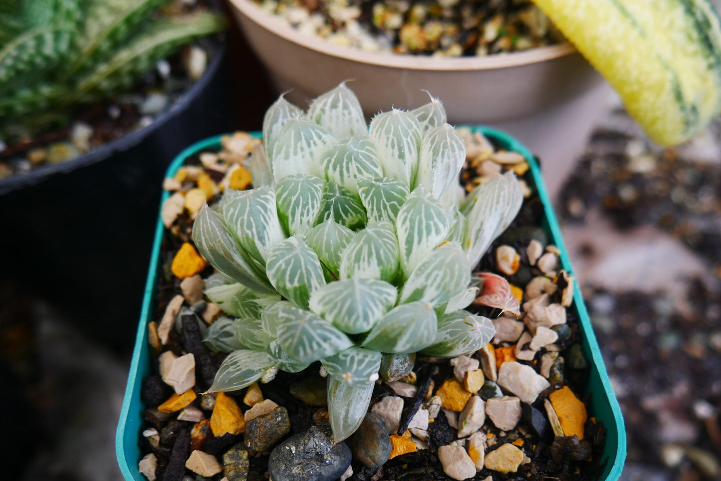 "Haworthia Cooperi Variegated Pilifera: Stunning Succulent for Home and Garden"