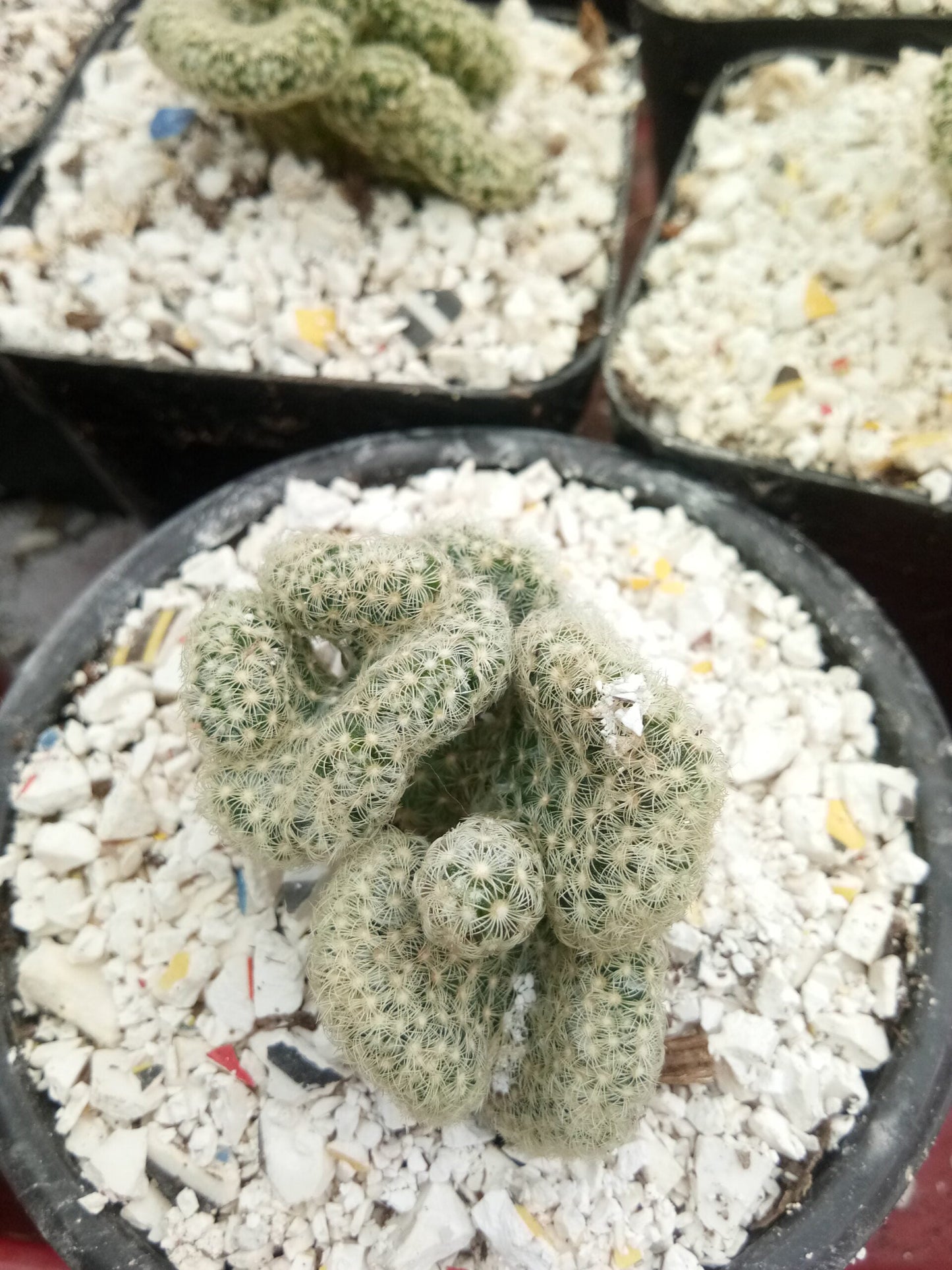 Mammillaria Elongata 'Cristata' (Brain Cactus) - Unique and Low-Maintenance Plant for Homes, Offices, and Gardens