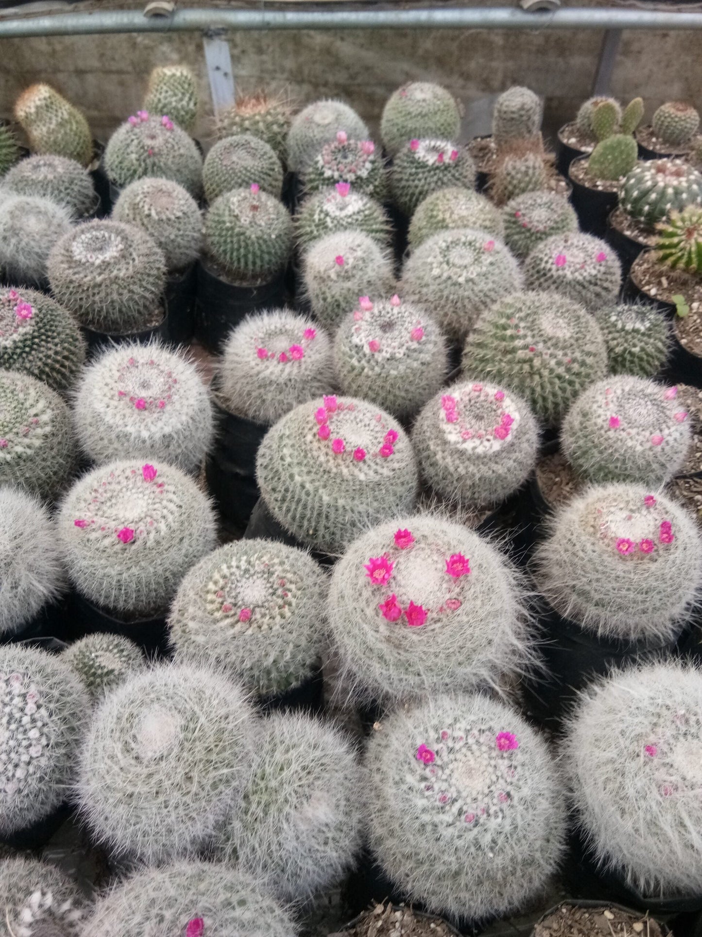 Mammillaria Hahniana (old lady cactus)- Buy now at Frek