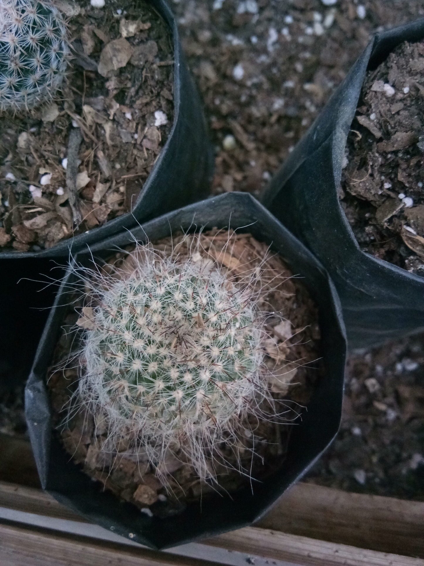 Mammillaria Hahniana (old lady cactus)- Buy now at Frek