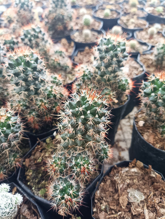 Mammillaria Voburnensis Cactus: Versatile and Beautiful