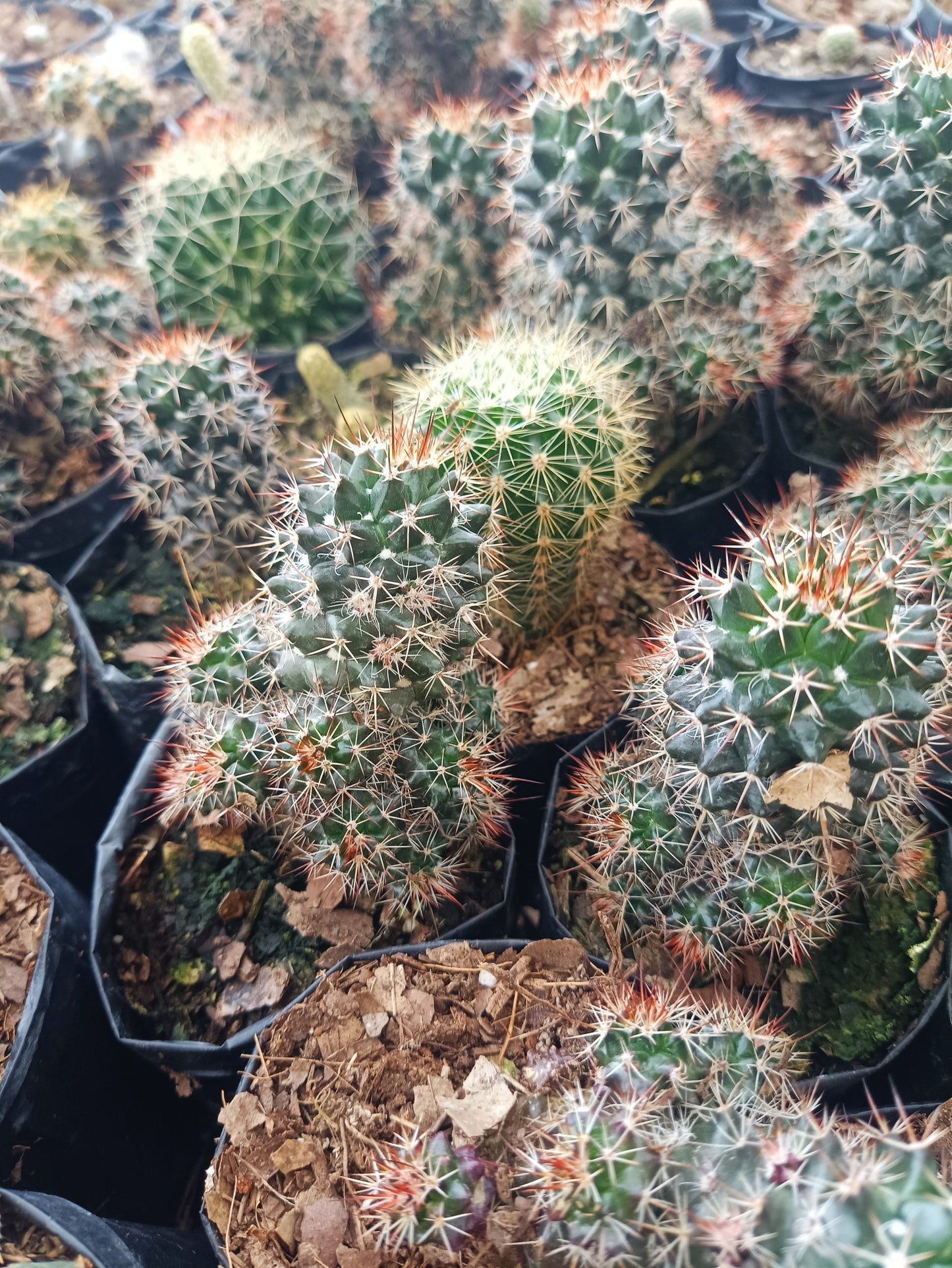 Mammillaria Voburnensis Cactus: Versatile and Beautiful
