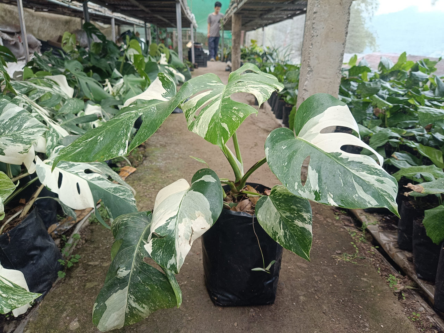 Monstera  Variegated