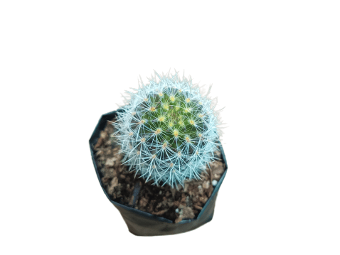 Neoporteria Senilis Cactus: Rare Cactus for Unique Spaces