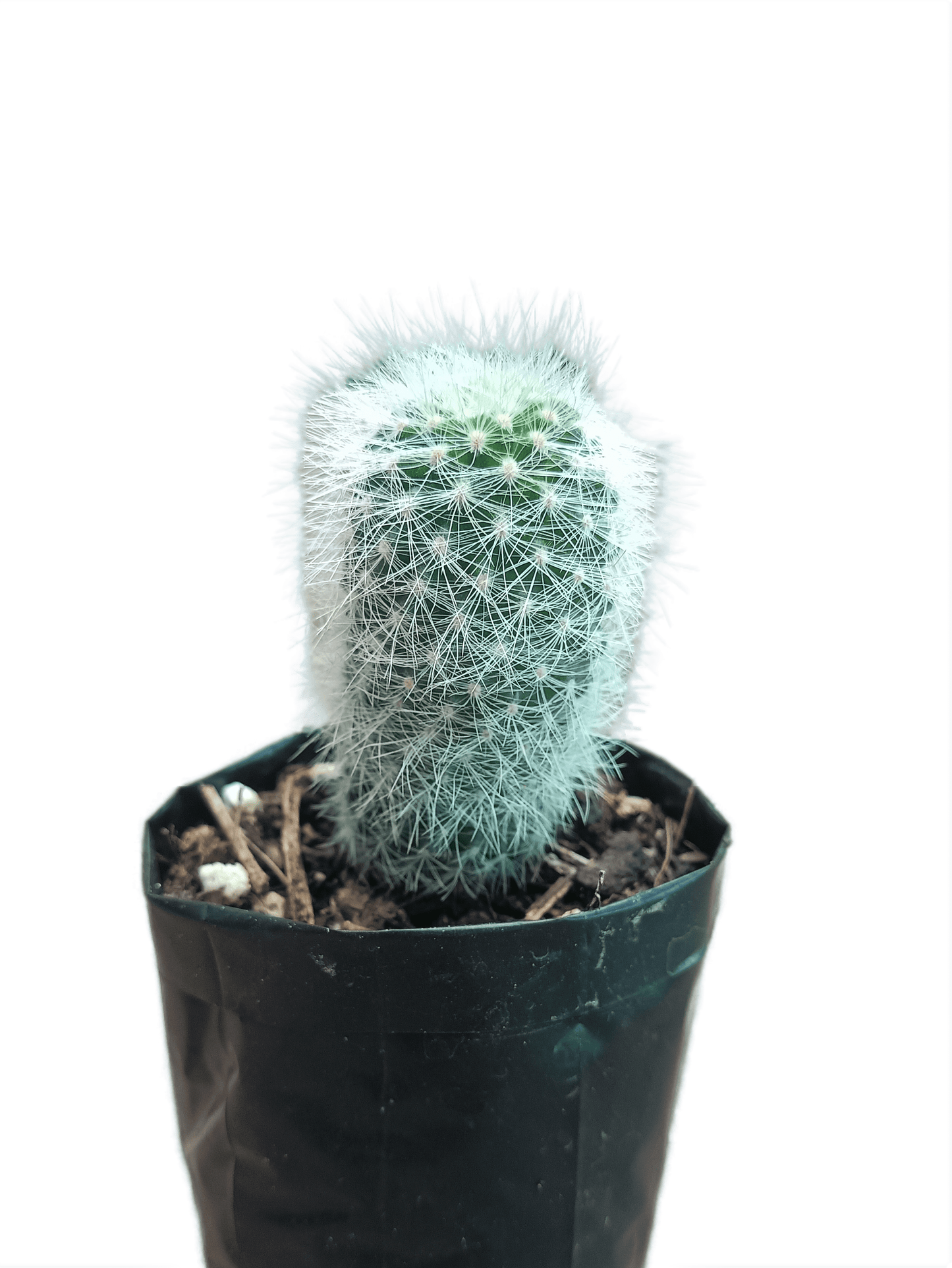 Neoporteria Senilis Cactus: Rare Cactus for Unique Spaces
