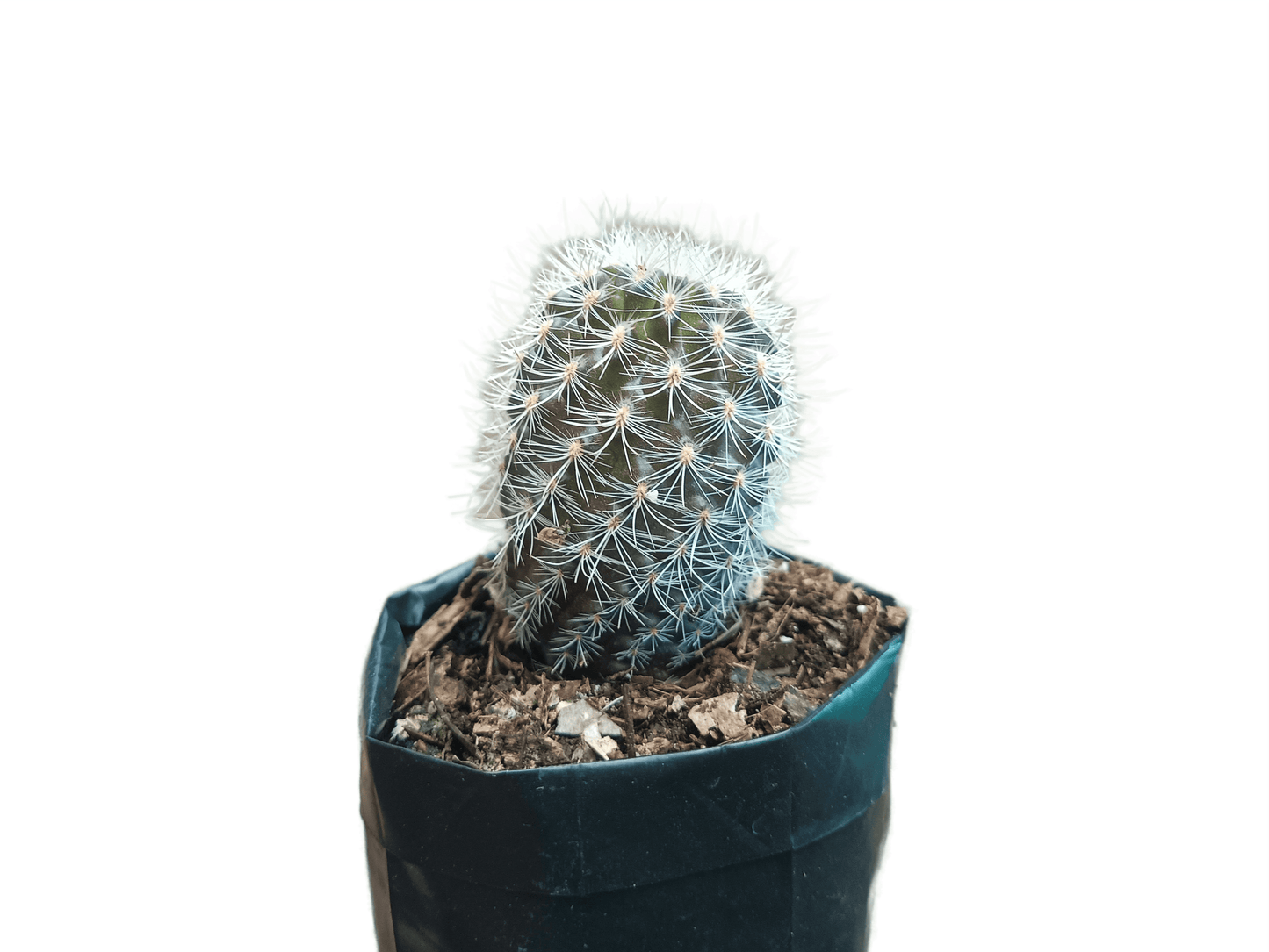 Neoporteria Senilis Cactus: Rare Cactus for Unique Spaces