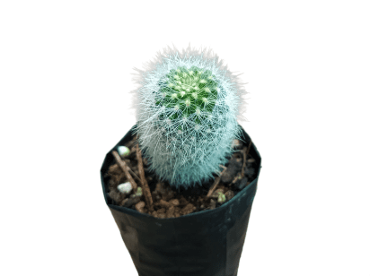 Neoporteria Senilis Cactus: Rare Cactus for Unique Spaces