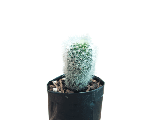 Neoporteria Senilis Cactus: Rare Cactus for Unique Spaces