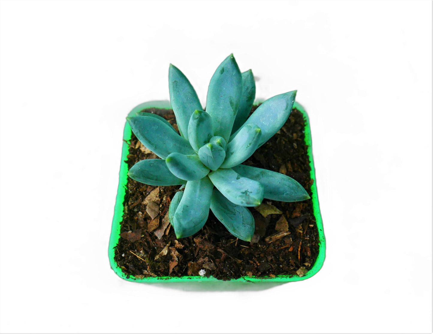 Pachyphytum Hookeri Succulent: Shop now at Frek!