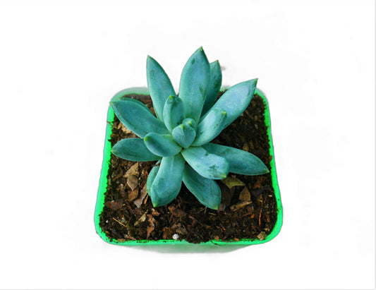 Pachyphytum Hookeri Succulent: Shop now at Frek!