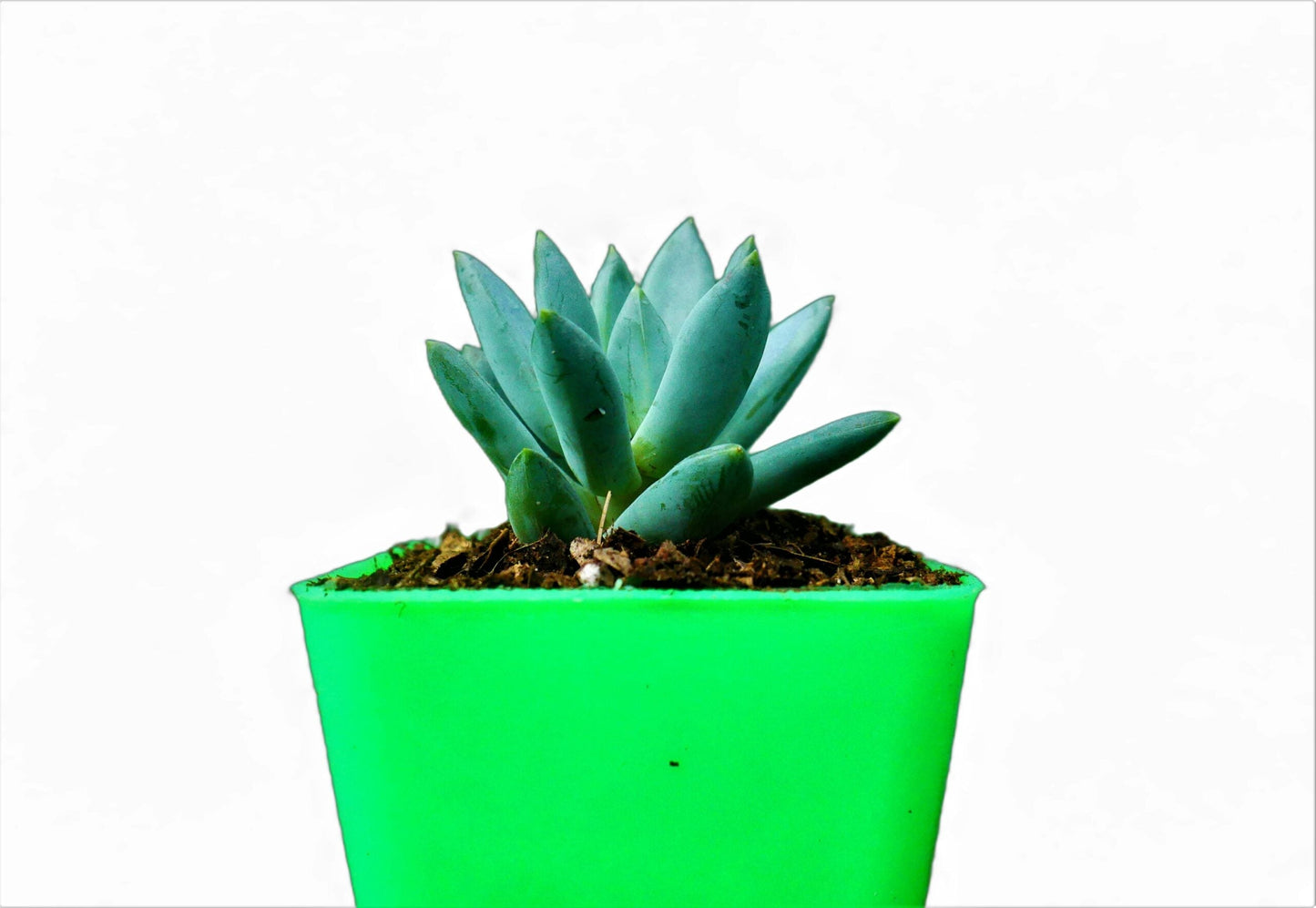 Pachyphytum Hookeri Succulent: Shop now at Frek!