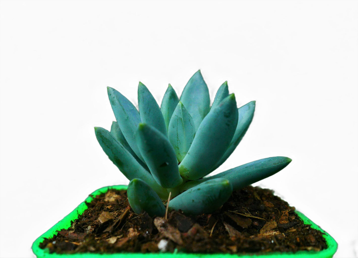 Pachyphytum Hookeri Succulent: Shop now at Frek!