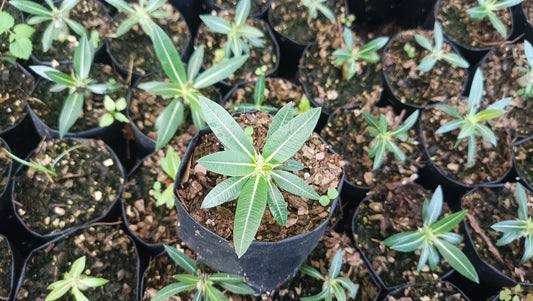 Pachypodium Horombense: Stunning Madagascar Palm for Homes and Gardens