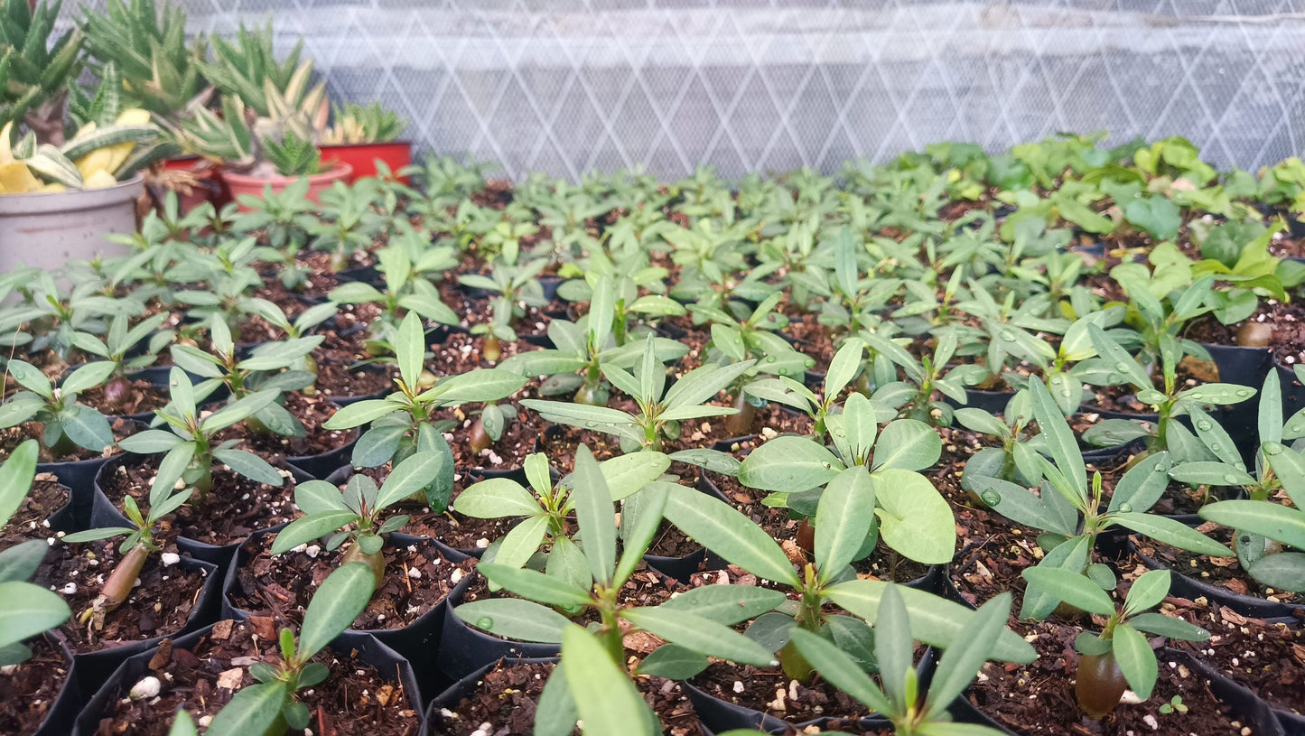 Pachypodium Horombense: Stunning Madagascar Palm for Homes and Gardens