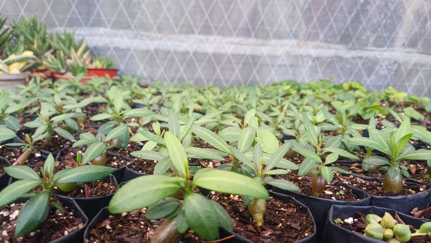 Pachypodium Horombense: Stunning Madagascar Palm for Homes and Gardens