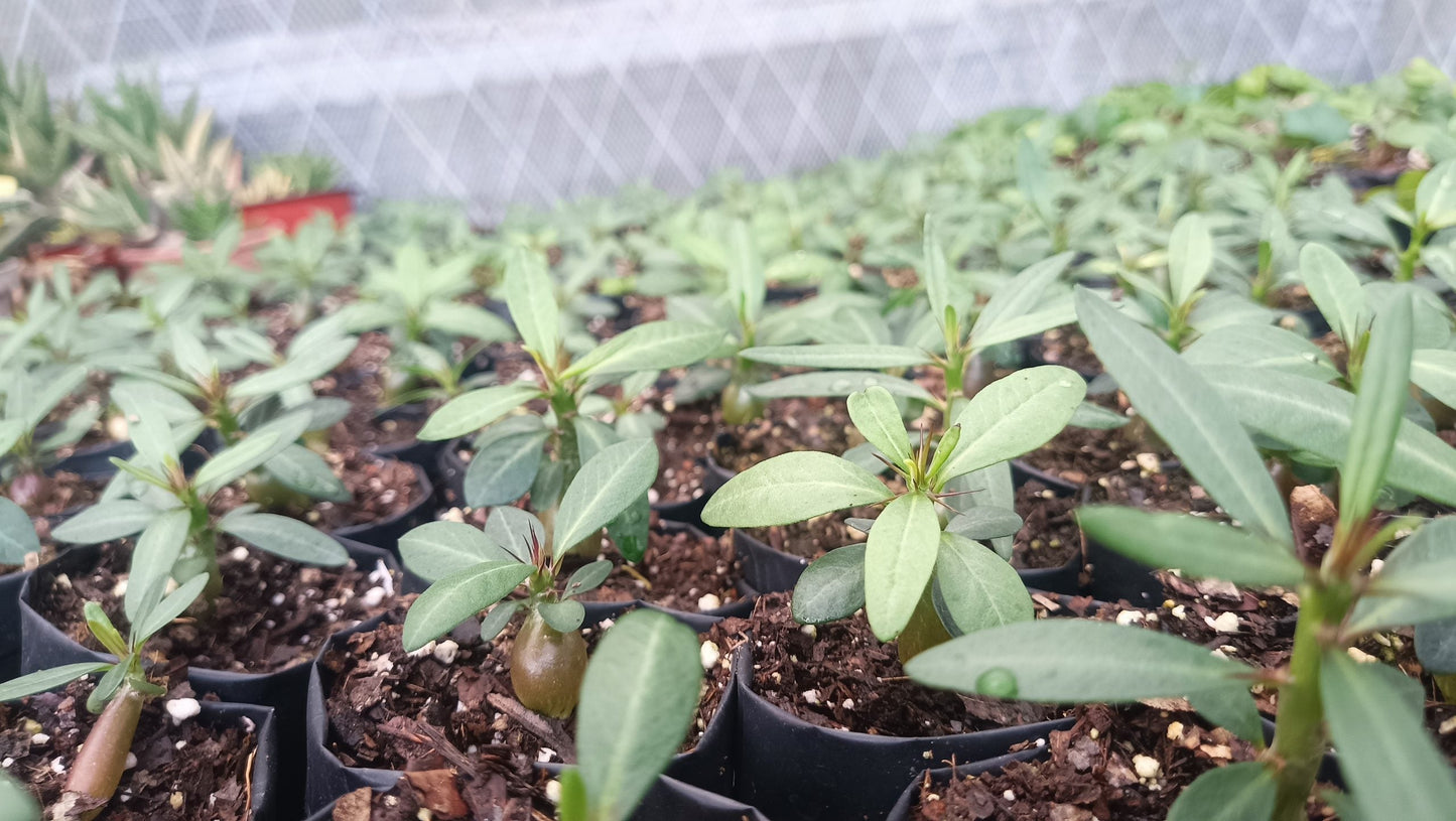 Pachypodium Horombense: Stunning Madagascar Palm for Homes and Gardens