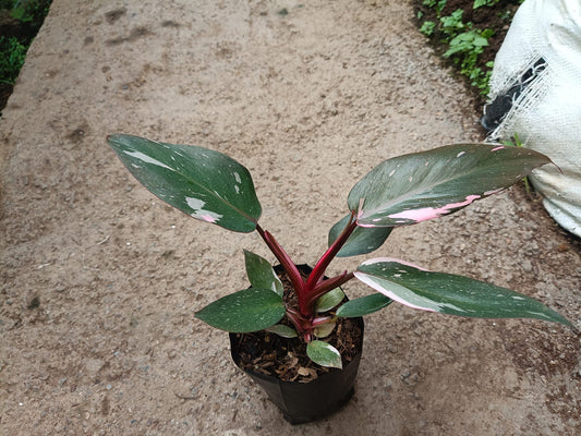 Philodendron Pink Princess: Unveiling Tropical Elegance for Your Indoor Oasis