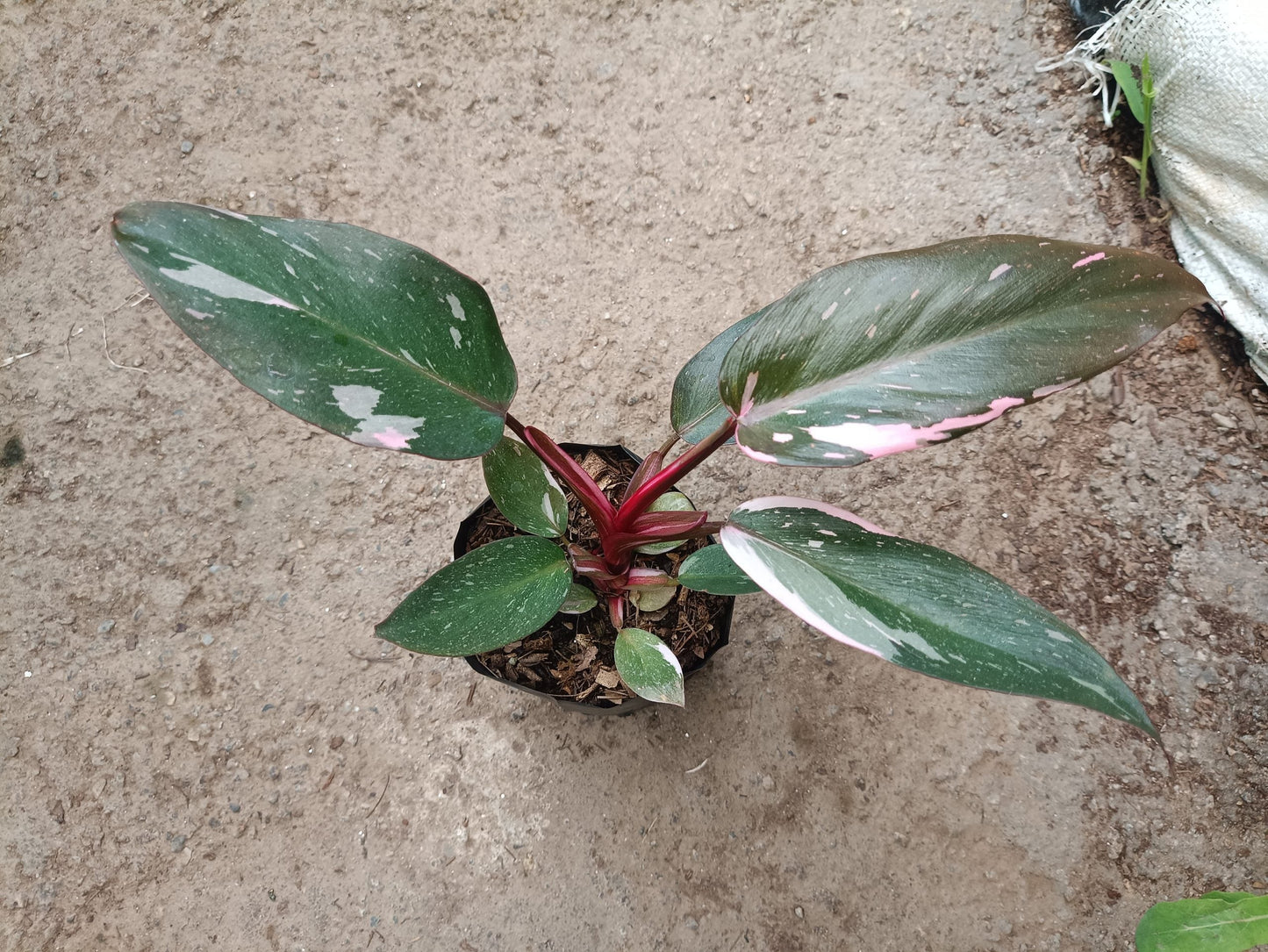 Philodendron Pink Princess: Unveiling Tropical Elegance for Your Indoor Oasis