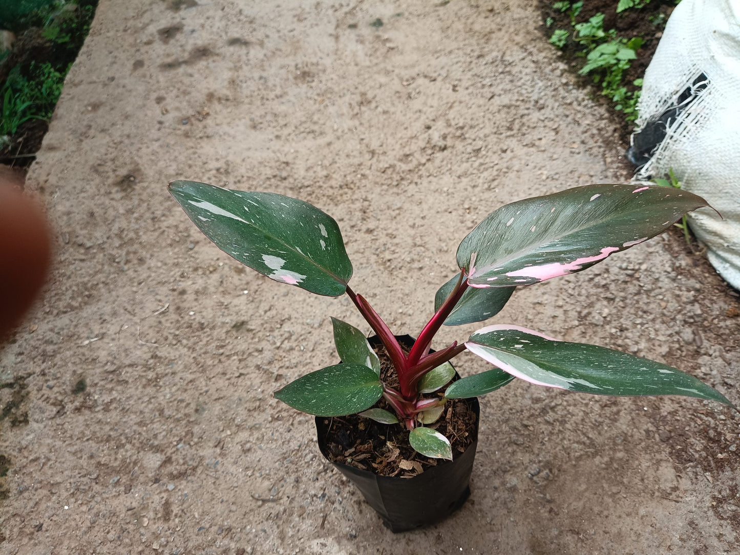 Philodendron Pink Princess: Unveiling Tropical Elegance for Your Indoor Oasis