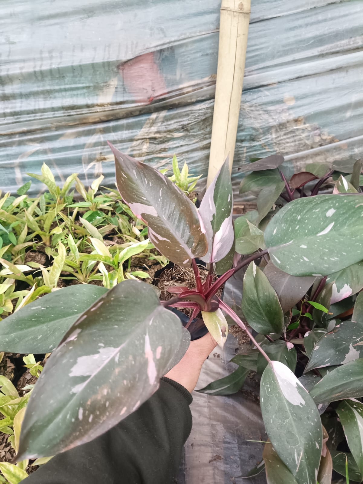 Philodendron Pink Princess: Unveiling Tropical Elegance for Your Indoor Oasis