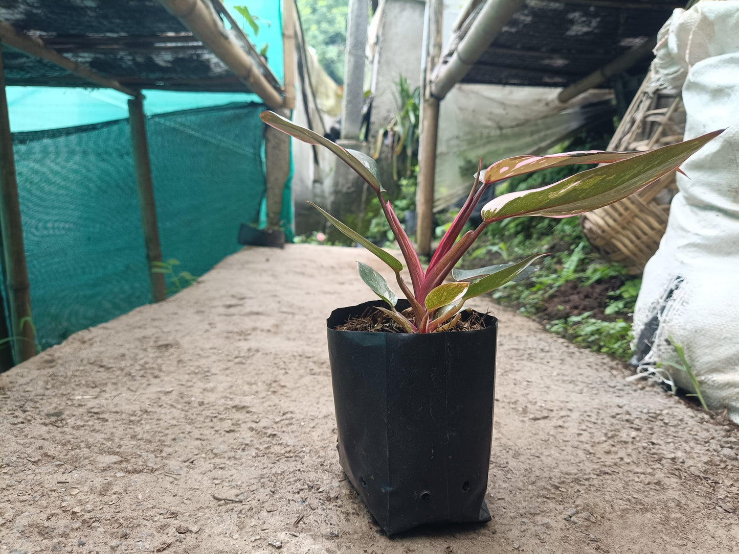 Philodendron Pink Princess: Unveiling Tropical Elegance for Your Indoor Oasis