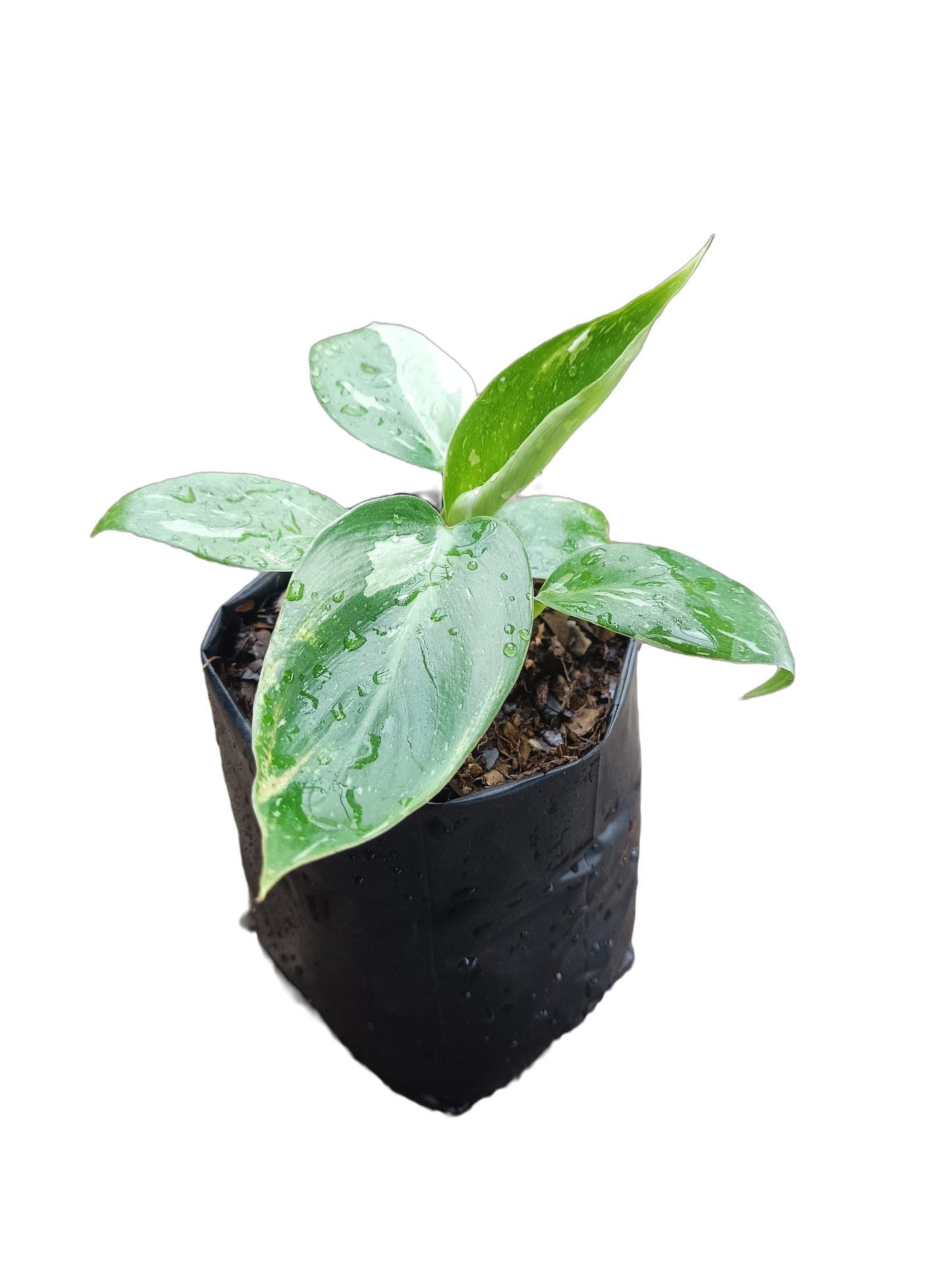 Philodendron White Wizard - Elegance in Variegation