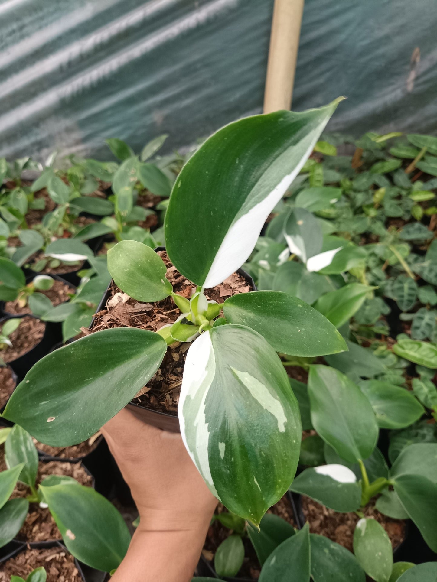 Philodendron White Wizard - Elegance in Variegation