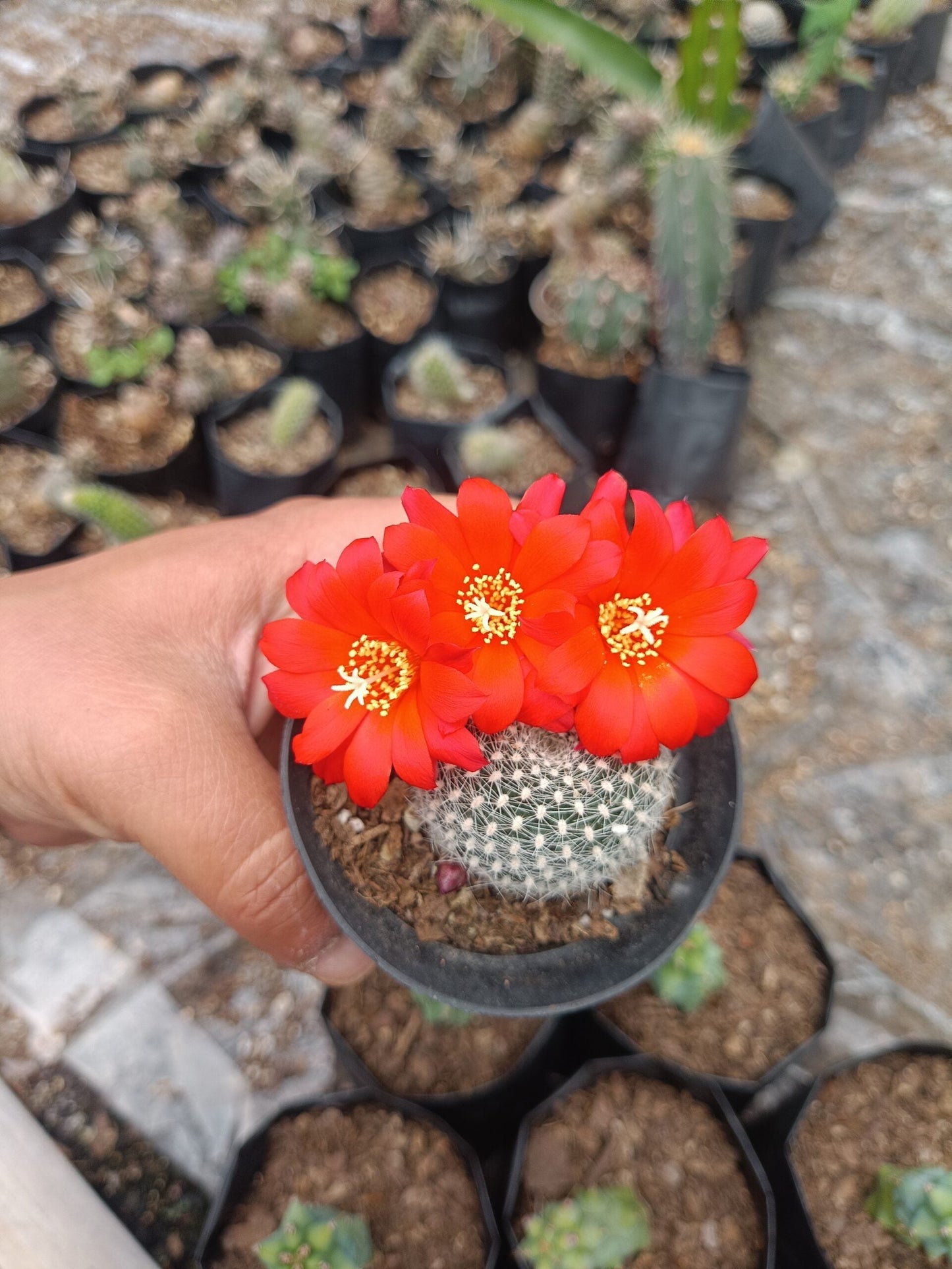 Rebutia Krainziana (Crown Cactus) – Colorful Blooming Cactus for Home, Office & Garden
