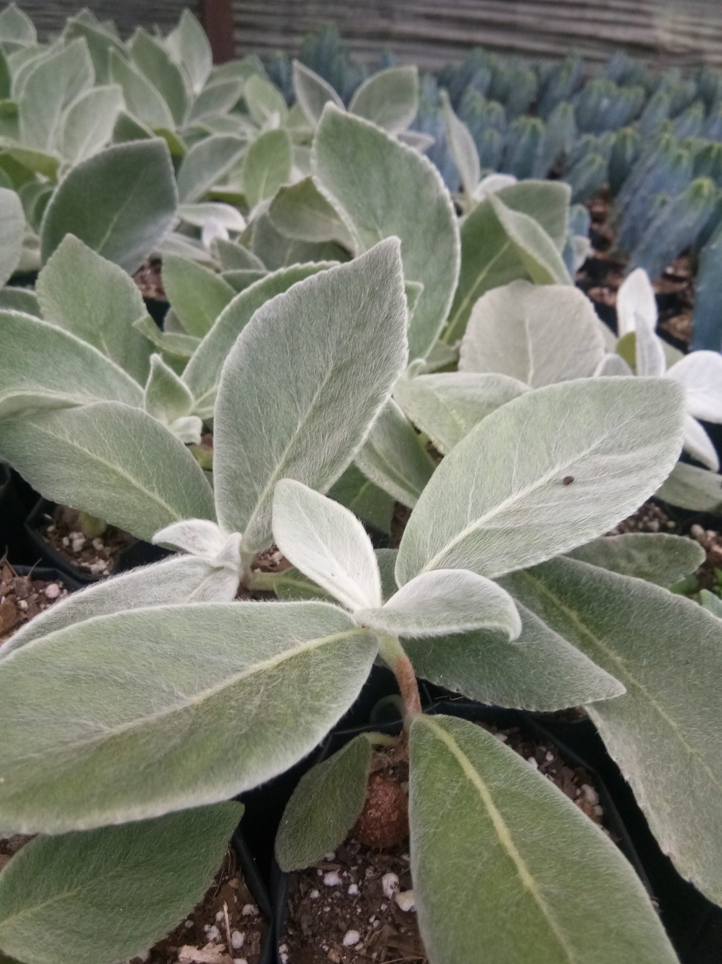 "Sinningia Tubiflora: Elegant Trumpet Flower for Home and Garden"