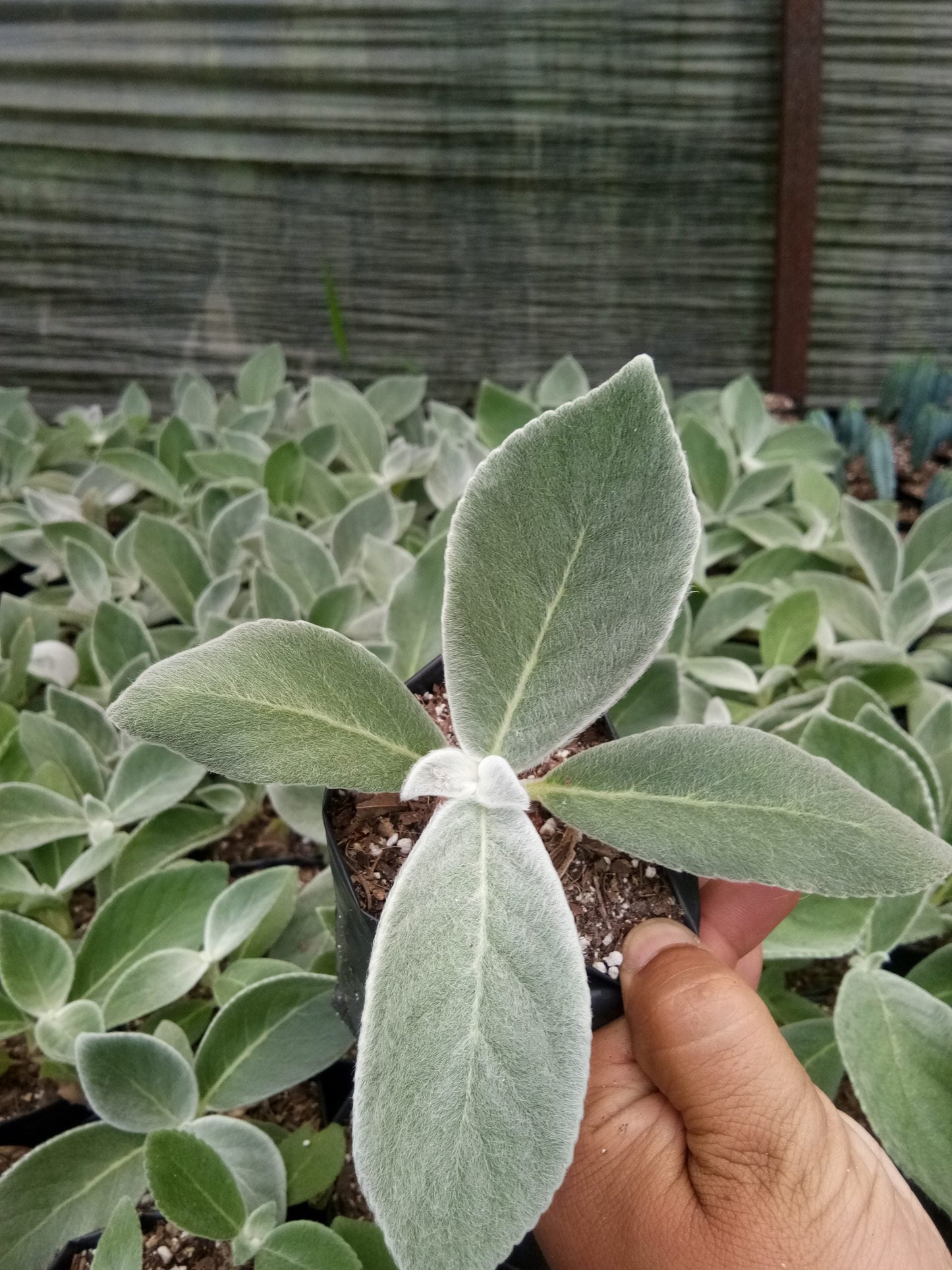 "Sinningia Tubiflora: Elegant Trumpet Flower for Home and Garden"