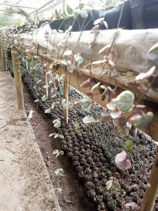 String of Hearts Variegated (Ceropegia woodii): Sale on Frek!