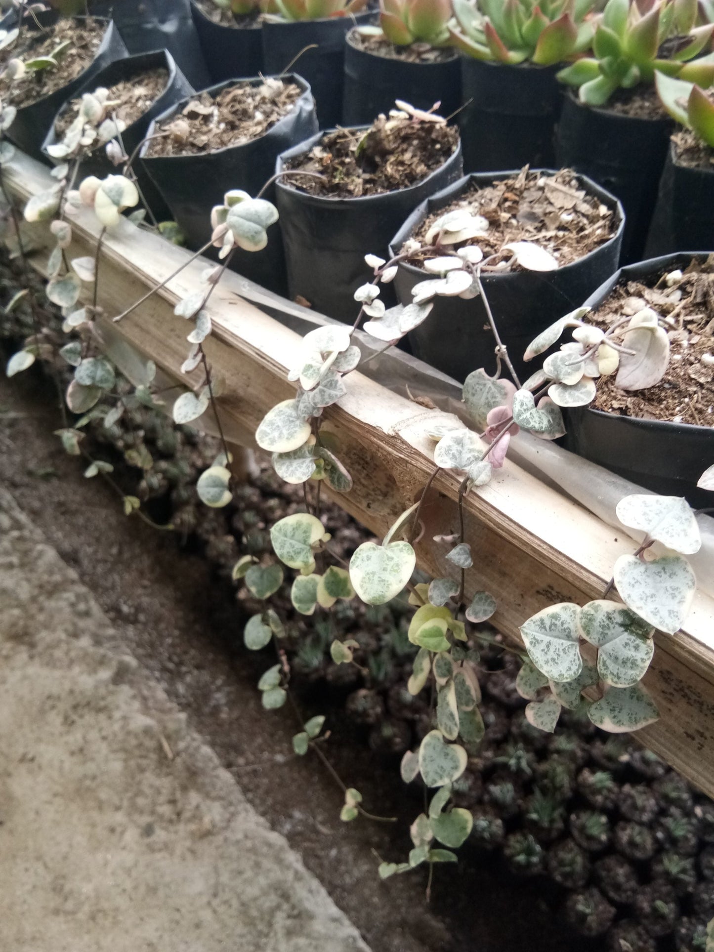 String of Hearts Variegated (Ceropegia woodii): Sale on Frek!