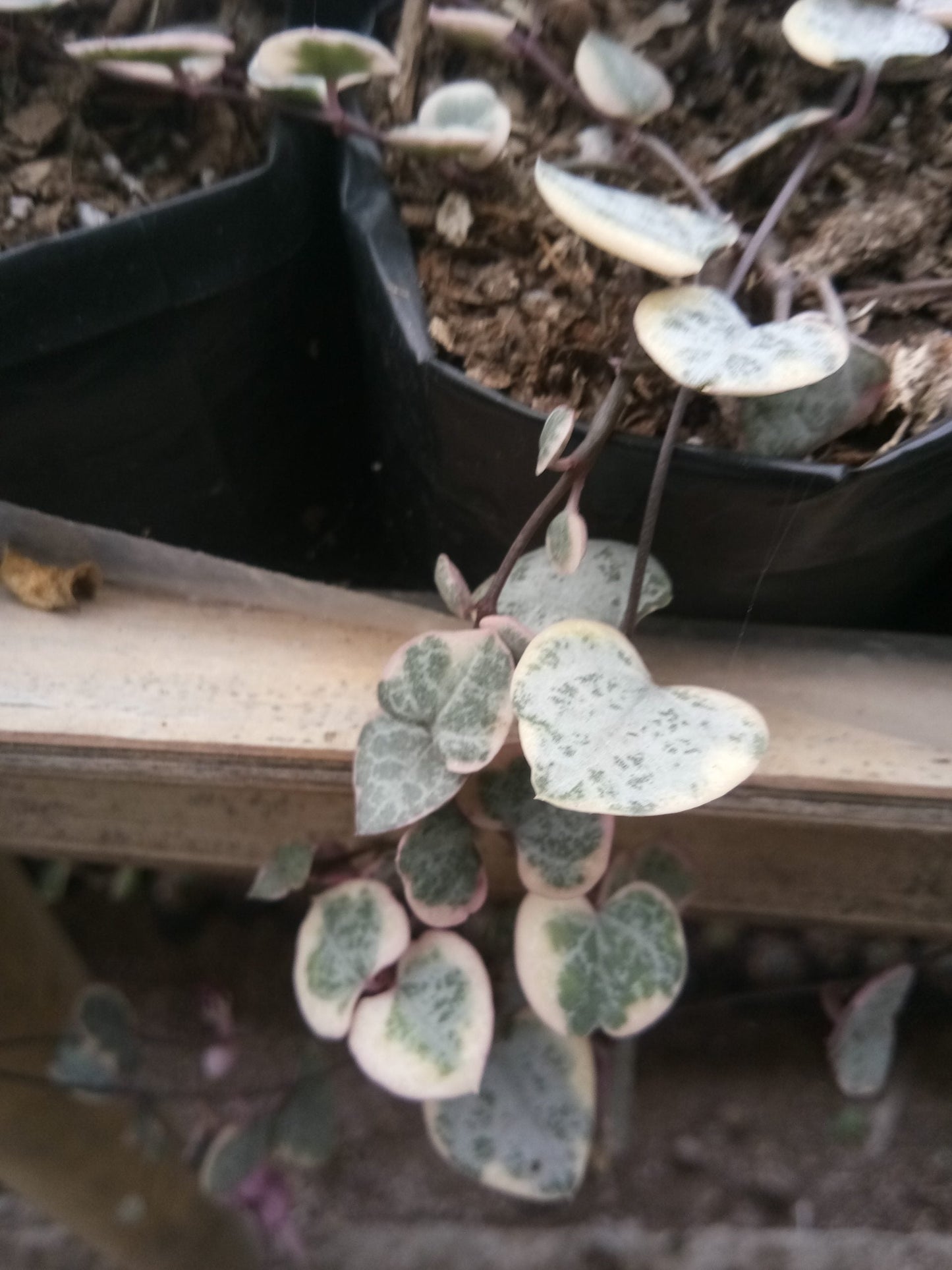 String of Hearts Variegated (Ceropegia woodii): Sale on Frek!