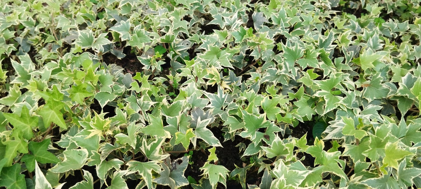 Variegated English Ivy (Hedera Helix) - Timeless Beauty for Any Space