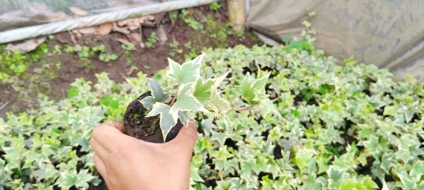 Variegated English Ivy (Hedera Helix) - Timeless Beauty for Any Space