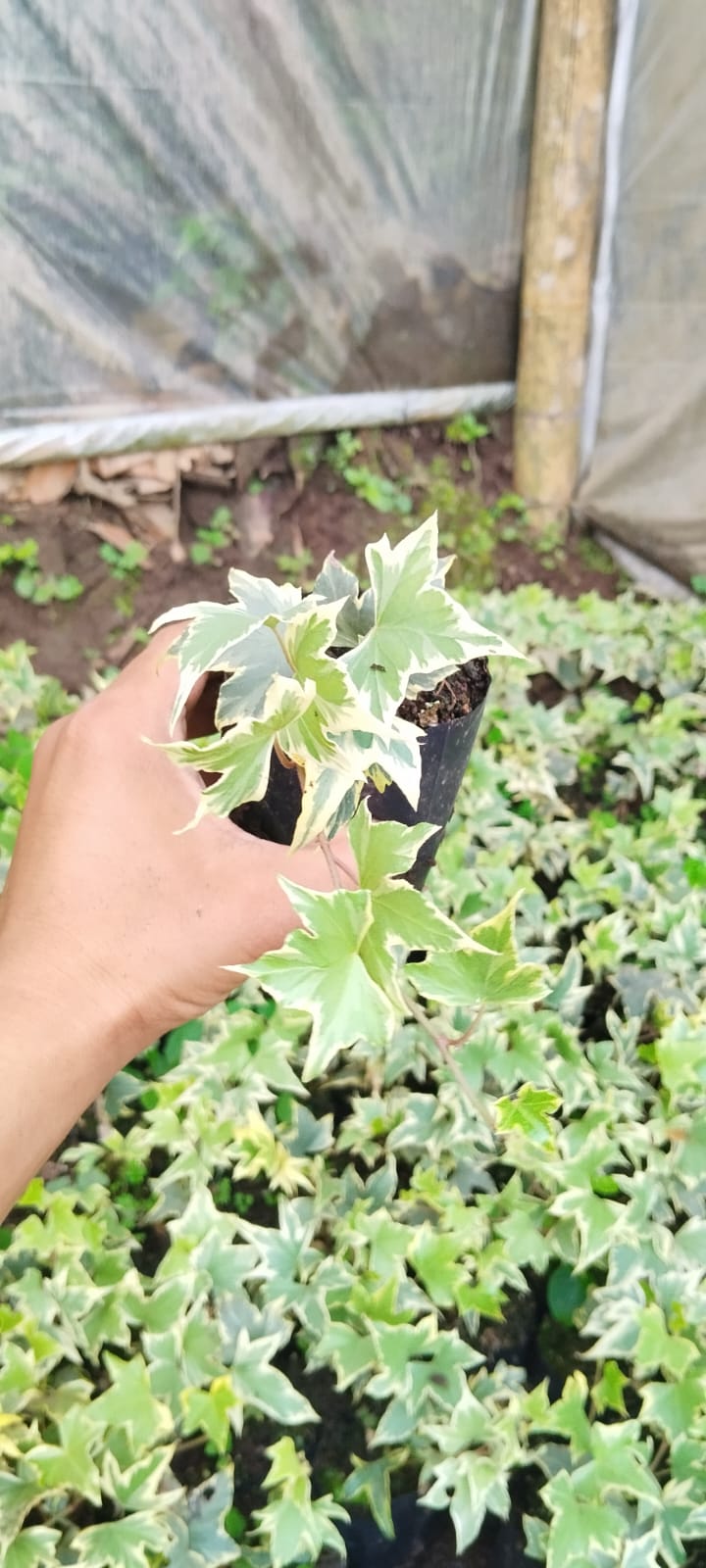 Variegated English Ivy (Hedera Helix) - Timeless Beauty for Any Space