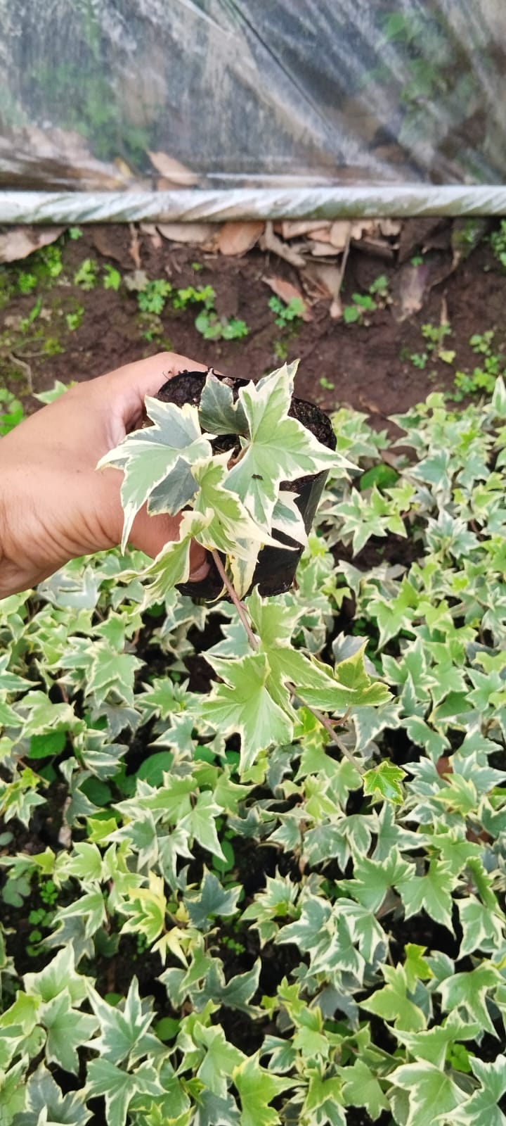 Variegated English Ivy (Hedera Helix) - Timeless Beauty for Any Space