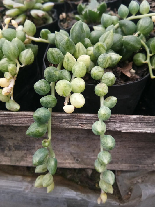 Variegated String of Tears Succulent Plant